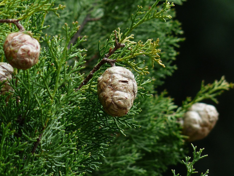 Cypress-Cipres Kegels-Cupressus-Cipres-coniferen-zaden-ronde-balletjes-bessen-coniferen-planten